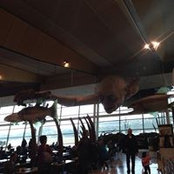 Lloyd Baptista's photo