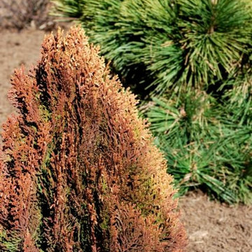 Thuja (Arborvitae) 'Morgan'