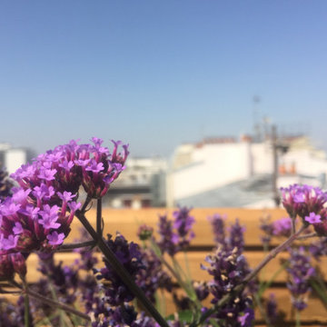 Aménagement paysager d'un rooftop à Paris