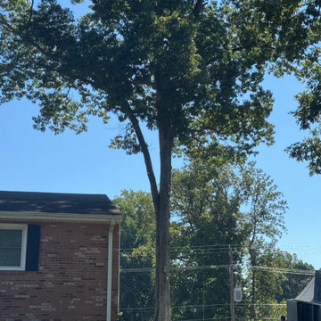 Large Tree Removal and Property Cleanup