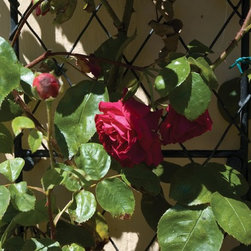 Wall Trellis and roses - Pergolas, Arbours & Trellises
