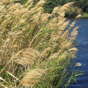 Marie Arnold's photo