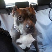 Heidi Crowell's photo