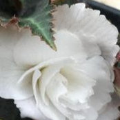 Shannon Brenner's photo