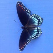 Jane Honiker's photo