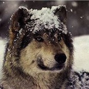 Андрей Росцишевский's photo
