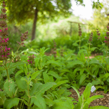 2016 Native Plant Garden Tour