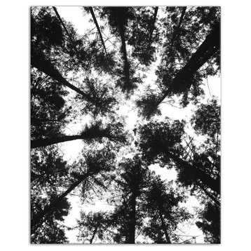 Black and White Tree Lookup 24x30 Canvas Wall Art