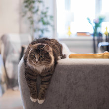 Cats