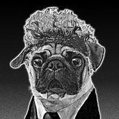 DL Pugs foto