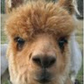 Shane Bowman's photo