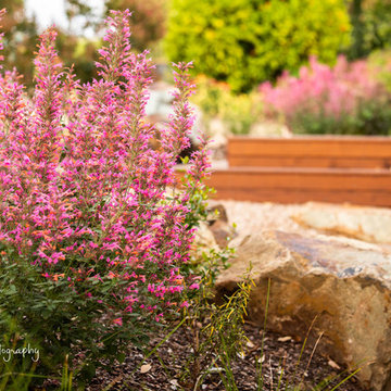 Quamby Garden: Agastache again