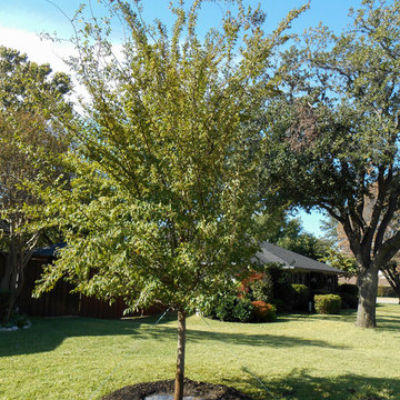 Lacebark Elm