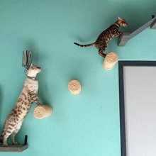 Cats +