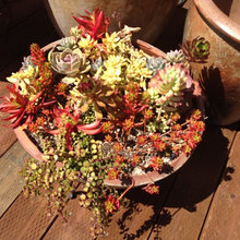 Succulent Planters