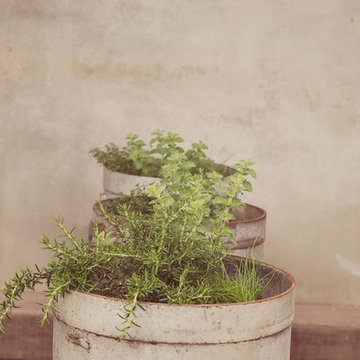Rosmarinus officinalis + Origanum vulgare Planter
