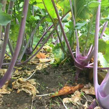 Raised bed vegetable gardens