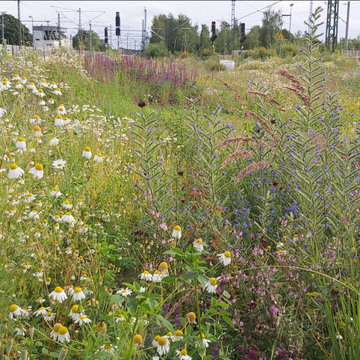 Wildbienenbiotop Bahnhof Bad Oldesloe