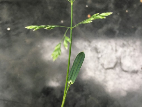 Kbg Seed Head Or Weed