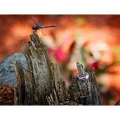 Traci Tyson's photo