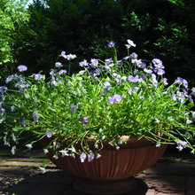 Ideas for Potted Plants