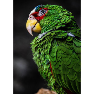Green Parrot Cute Funny Animal Macro Photography, 20"x30", Metal Print