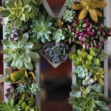 Garden Ideas
