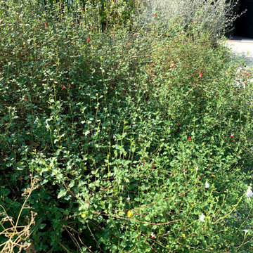 giardino con una disposizione delle piante " new perennial movement"