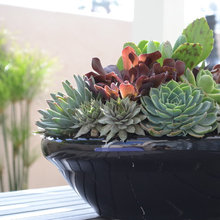 Container Plants
