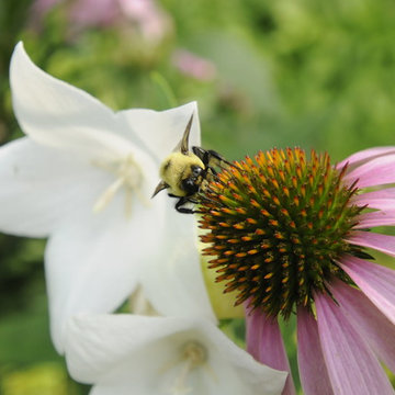 Purple Coneflower