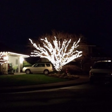 Large tree with wrapped branches