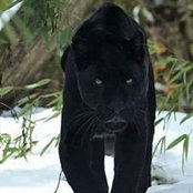 Foto de Laurent Brisson
