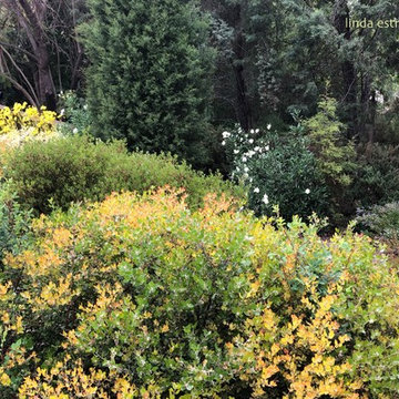 California native garden