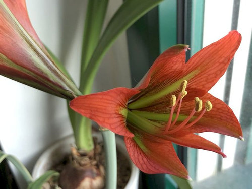 Hippeastrum teyucuarense