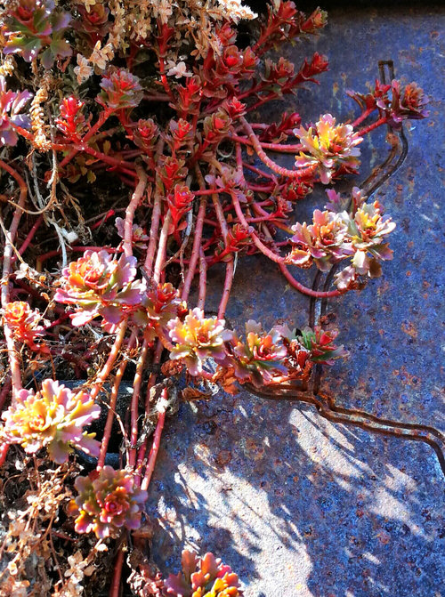 Winter Hardy Sedum?