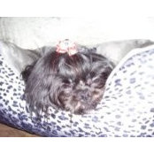 Lee Kapfer's photo