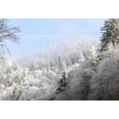 Cathy Graham's photo