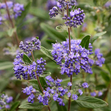 Petit Bleu™ Bluebeard