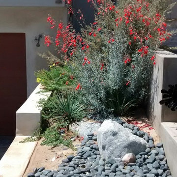 Native Plant Landscape in Laguna Beach