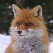 Valentin Vulpe's photo