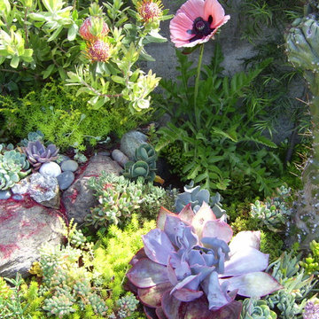California drought-tolerant garden