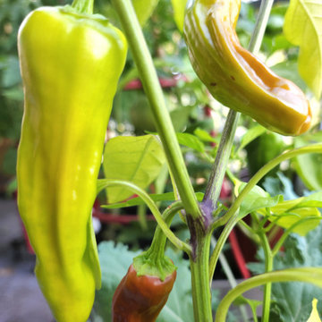 BALCONY GARDEN - an Edible and Ornamental Garden in the Sky