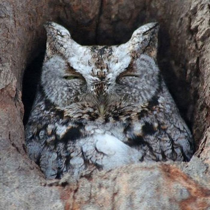 Bart Owl Asleep on Cold Winter Night in Tree Cavity