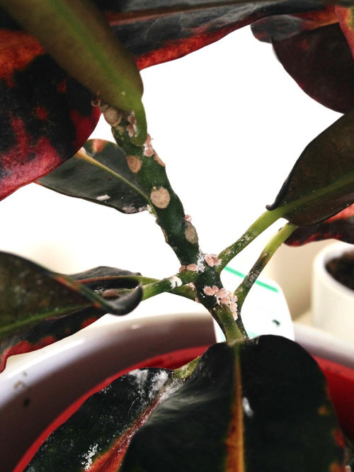 White fuzzy spots on stalks