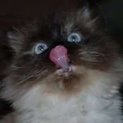 Alicia Piraino's photo