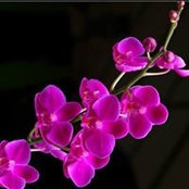 Dorothy Pierce's photo
