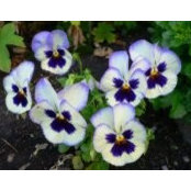 Lisa Mueller's photo