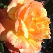 Eileen Dautel's photo