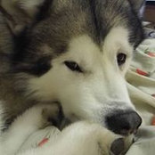 Anna Shatrovskaya's photo