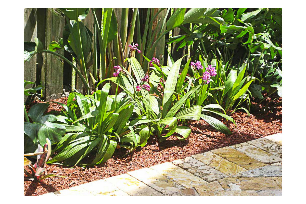 Ruiz residence — full landscape design by Silvera Landscaping, Miami FL